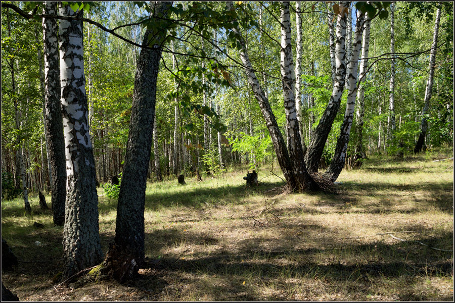 Новомосковск русский лес фото