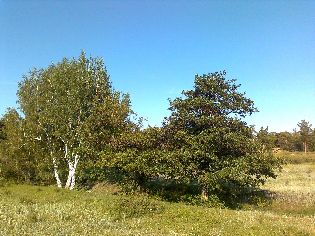 Деревья оренбургской области фото и названия