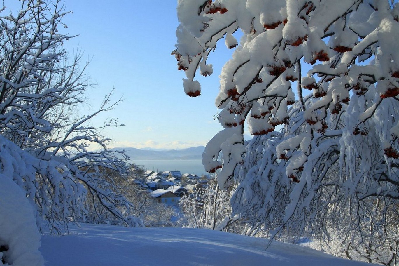 Рябина дерево зимой в деревне фото