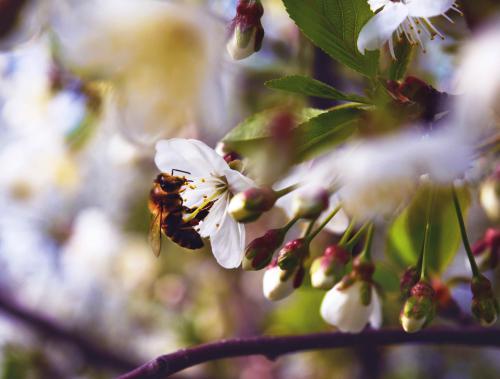 Cherry blossoms