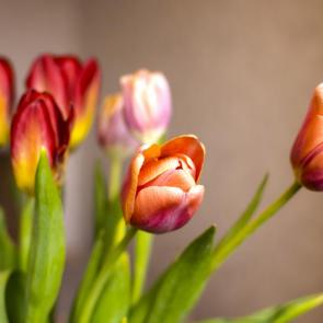 : RedTulips05