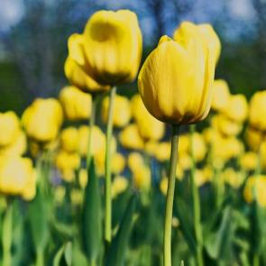 : YellowTulips02