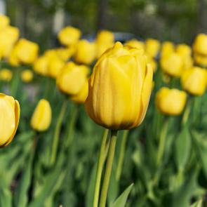 : YellowTulips01