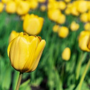 : YellowTulips04