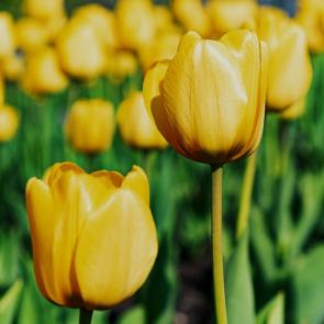 : YellowTulips05