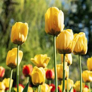 : YellowTulips06