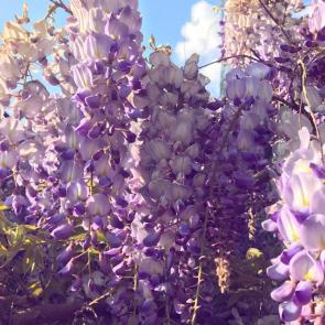 : Wisteria 