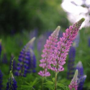 : Lupins