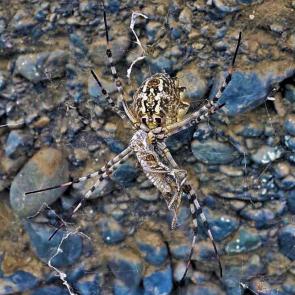 :  Argiope lobata -  .