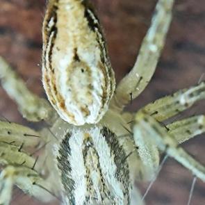 : Oxyopes salticus