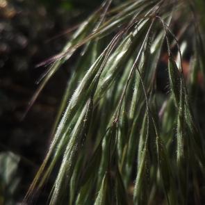 : Bromus tectorum