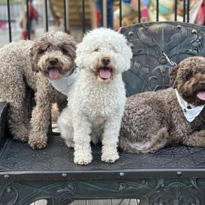 : Lagotto 