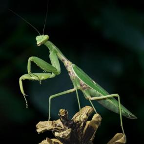 :   (Mantis religiosa)