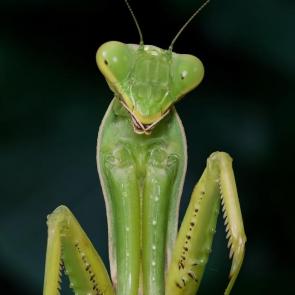 :   (Mantis religiosa)