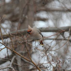 : Angry bird