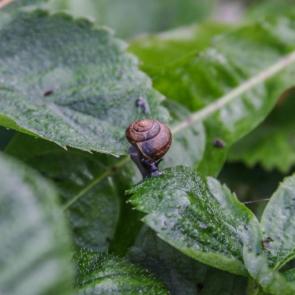 : Helix aspersa