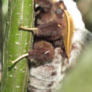 : Saturnia pyri