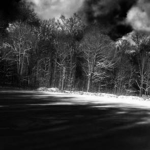 : FOREST, NOIR